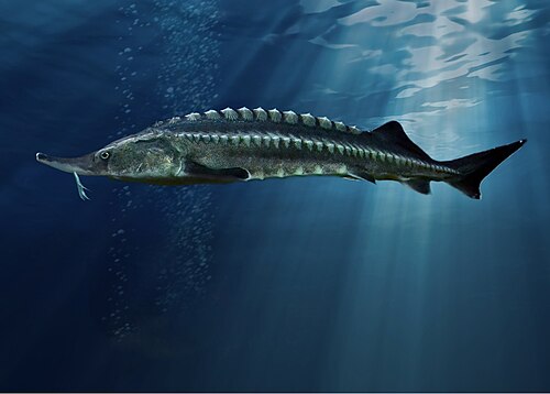 Beluga sturgeon